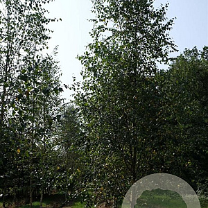 Betula pendula 18-20 HO draadkluit