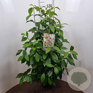 Callicarpa bod. 'Profusion' 60-80 cm 10L