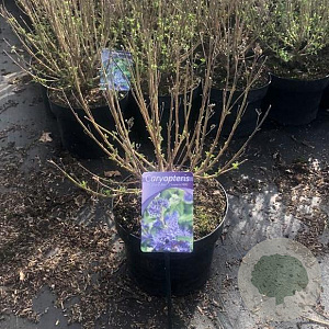 Caryopteris cland. Grand Bleu 40-50 cm 5,0L