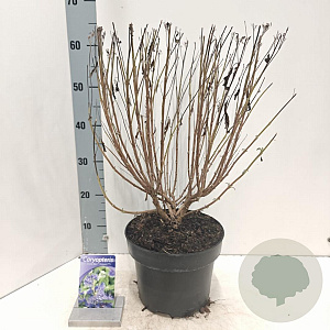 Caryopteris cland. Grand Bleu 40-50 cm 5,0L