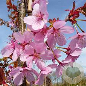 Prunus sargentii 250-300 cm draadkluit meerstammig