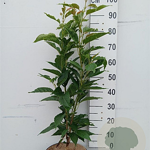 Prunus ser. 'Amanogawa' 100-125 cm 10L struik