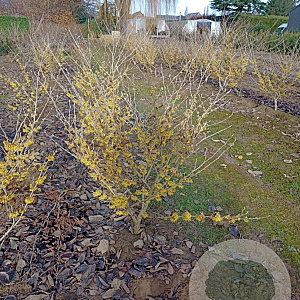 Hamamelis int. 'Arnold Promise' 100-125 cm met kluit