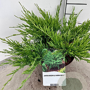 Juniperus h. 'Andorra Compact' 30-40 cm 3,0L