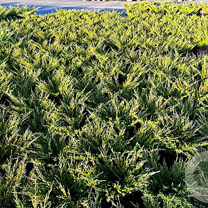 Juniperus h. 'Andorra Compact' 30-40 cm 3,0L