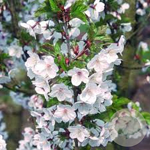Prunus 'Snow Goose' 250-300 cm draadkluit meerstammig