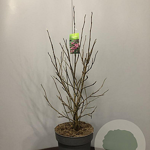 Magnolia 'Susan' 60-80 cm 10L