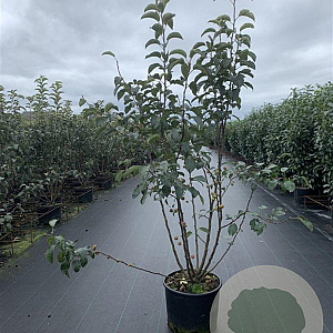 Malus 'Evereste' 125-150 cm 20L
