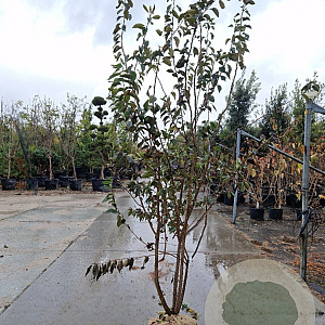 Prunus subh. 'Autumnalis Rosea' 200-250 cm draadkluit meerstammig