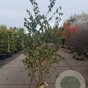 Prunus subh. 'Autumnalis Rosea' 200-250 cm draadkluit meerstammig