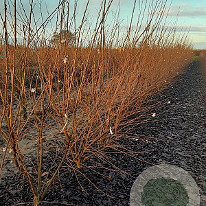 Prunus subh. 'Autumnalis Rosea' 250-300 cm draadkluit meerstammig