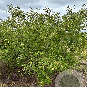 Prunus 'The Bride' 200-250 cm draadkluit meerstammig