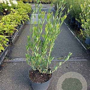 Phillyrea angustifolia 60-80 cm 7,5L