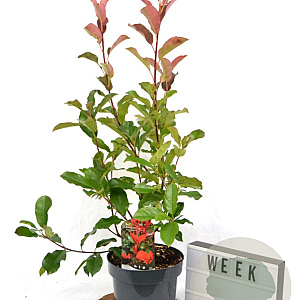 Photinia fraseri 'Camilvy' 40-60 cm 3,0L