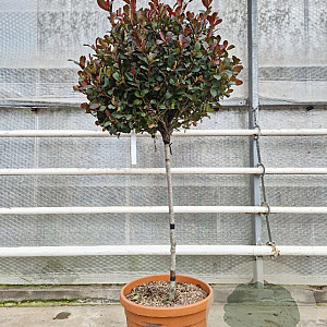 Photinia fraseri 'Nana' 90 cm stam container bol