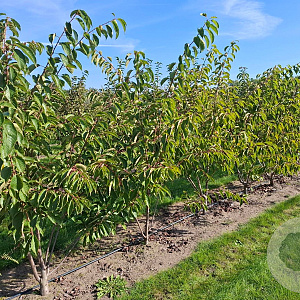 Prunus yedoensis 300-350 cm draadkluit meerstammig