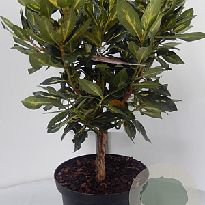 Rhododendron 'Goldflimmer' 30-40 cm 5,0L