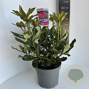Rhododendron 'Nova Zembla' 40-50 cm 5,0L