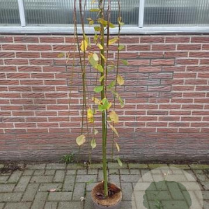 Salix caprea 'Kilmarnock' 120 cm stam 5,0L