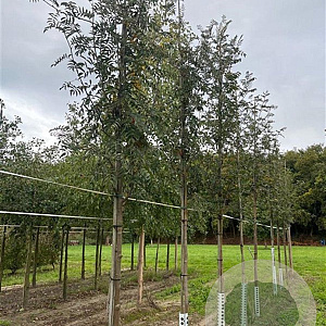 Sorbus aucuparia 14-16 HO draadkluit