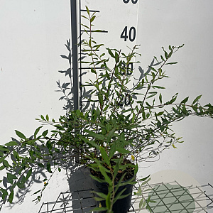 Spiraea cinerea 'Grefsheim' GM C1.3