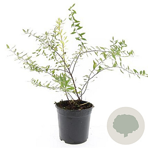 Spiraea cinerea 'Grefsheim' GM C1.3