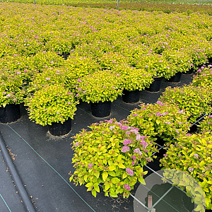 Spiraea jap. 'Golden Princess' 25-30 cm 3,0L