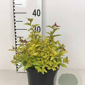 Spiraea jap. 'Golden Princess' 25-30 cm 3,0L