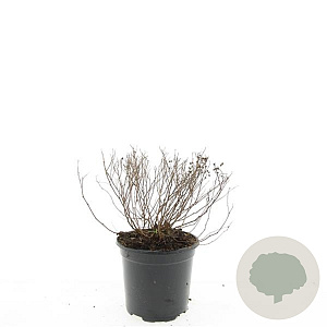 Spiraea jap. 'Little Princess' GM C1.3