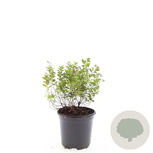 Spiraea jap. 'Little Princess' GM C1.3