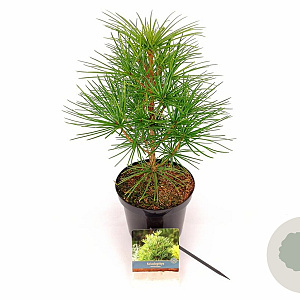Sciadopitys verticillata 30-40 cm 3,0L