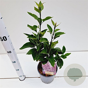 Syringa v. 'Sensation' 30-40 cm 2,5L