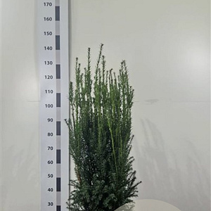Taxus media 'Hillii' 80-100 cm met kluit