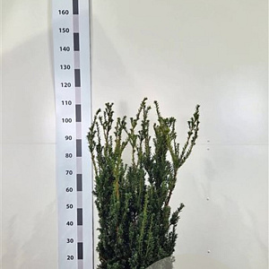 Taxus media 'Hillii' 80-100 cm met kluit