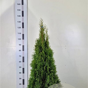 Thuja occ. 'Smaragd' 100-120 cm met kluit