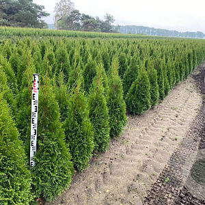 Thuja occ. 'Smaragd' 100-120 cm met kluit