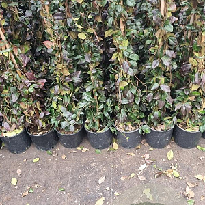 Trachelospermum jasminoides 150-175 cm 3,0L