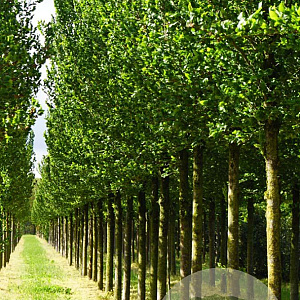 Ulmus 'Columella' 25-30 HO draadkluit