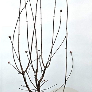 Viburnum bodn. 'Dawn' 150-175 cm 10L