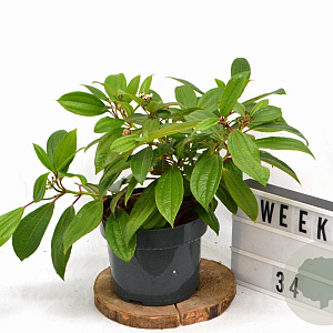 Viburnum davidii 40-50 cm 5,0L