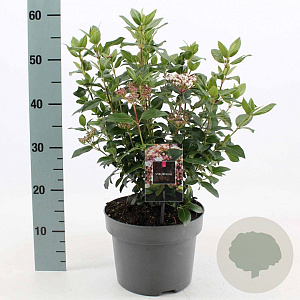 Viburnum tinus 30-40 cm 5,0L