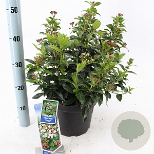 Viburnum tinus 30-40 cm 5,0L