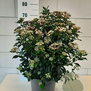 Viburnum tinus 35-40 cm 10L