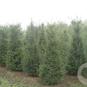 Taxus baccata 175-200 cm draadkluit solitair