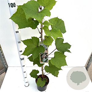 Vitis coignetiae 70-80 cm 2,5L