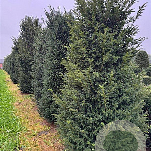 Taxus baccata 250-300 cm draadkluit haagplant