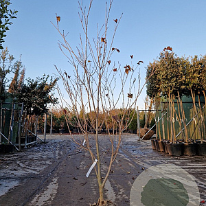 Cornus k. 'Satomi' 200-250 cm draadkluit meerstammig