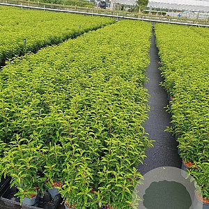 Prunus l. 'Angustifolia' 40-50 cm 2,0L