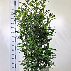 Prunus l. 'Caucasica' 150-175 cm 20L