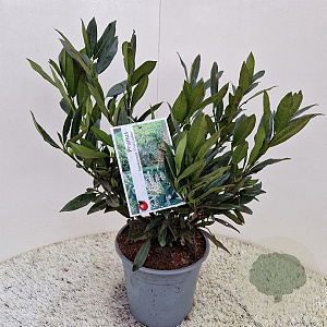 Prunus l. 'Otto Luyken' 30-40 cm 4,5L